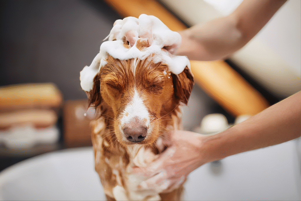 cachorro pode tomar banho toda semana