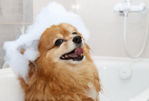 cachorro pode tomar banho toda semana