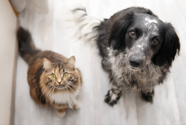 Vacinas obrigatórias para cães e gatos