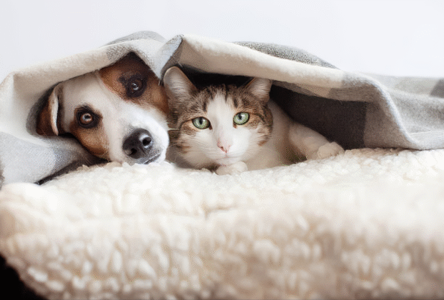 Pets sentem saudade